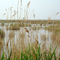 Lake Neusiedl